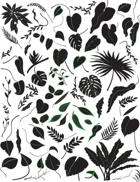 Tropical silhouettes plants / Leaves and shaded tropical plants A wide variety of tropical plants leafs, some with green outlines. Leaves of shady tropical plants accentuated by green lines and contours. liana stock illustrations