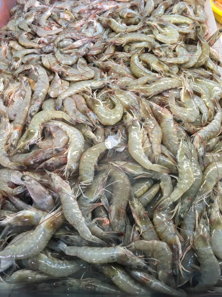 istock Srimps at fish market 701181292