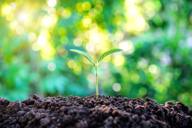 istock Young plant growing in nature. 701188812