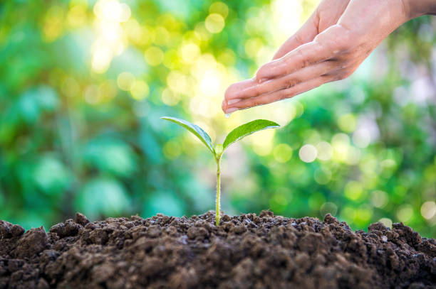 istock Watering Young Plant in nature. 701188816
