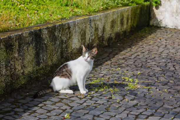 istock Cat on the walkway of Ponta Delgada. 701193434