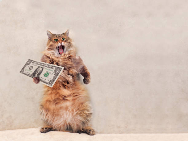 istock The big shaggy cat is very funny standing.shelter 3 701201166