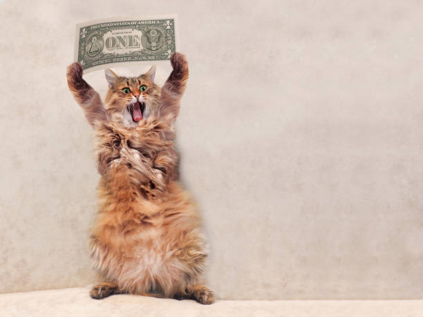 큰 털 고양이 아주 재 밌는 standing.shelter 3 - money cat 뉴스 사진 이미지