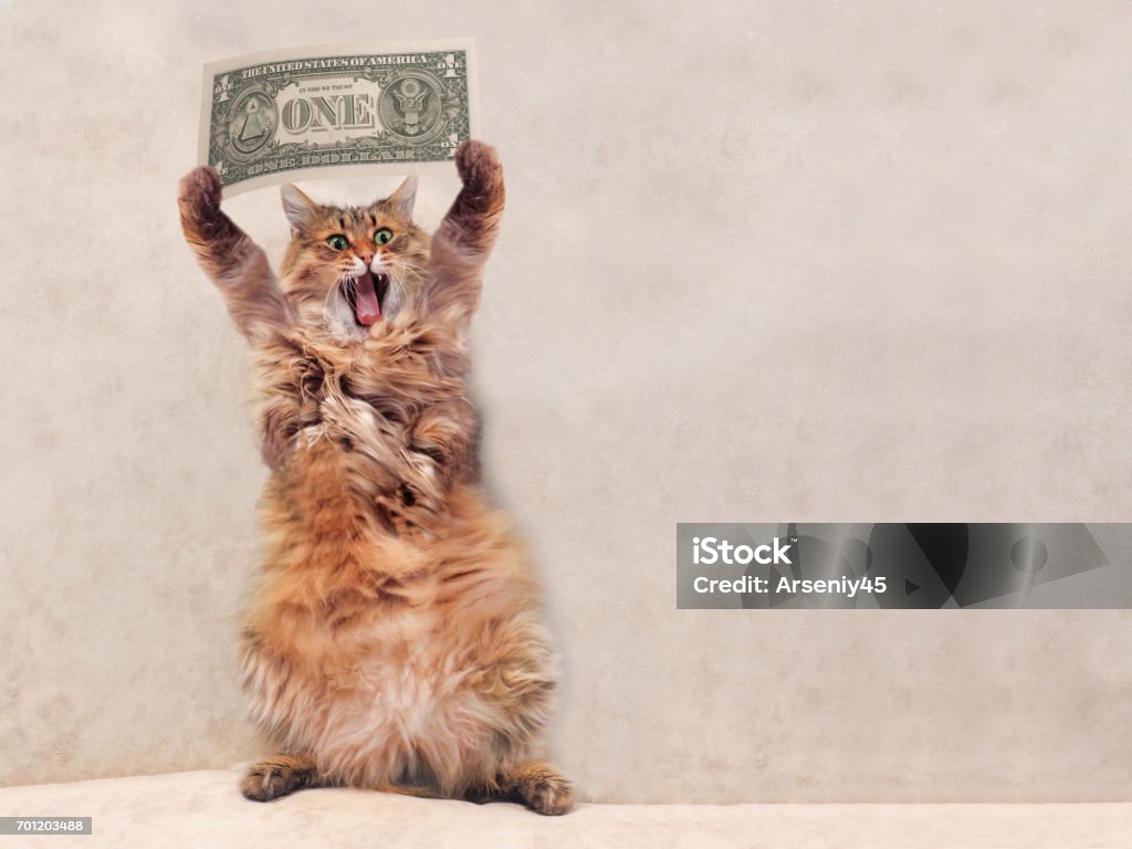 The Big Shaggy Cat Is Very Funny Standingshelter 3 Stock Photo ...