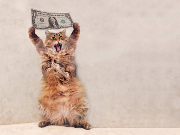 duży kudłaty kot jest bardzo zabawny standing.shelter 3 - money cat zdjęcia i obrazy z banku zdjęć