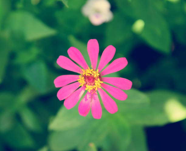 Beautiful Pink flowers vintage style