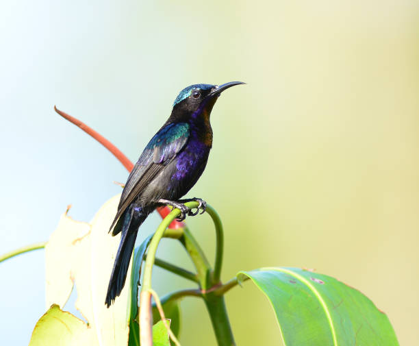 istock Copper-throated Sunbird, Male (Leptocoma calcostetha) on a branch 701208712