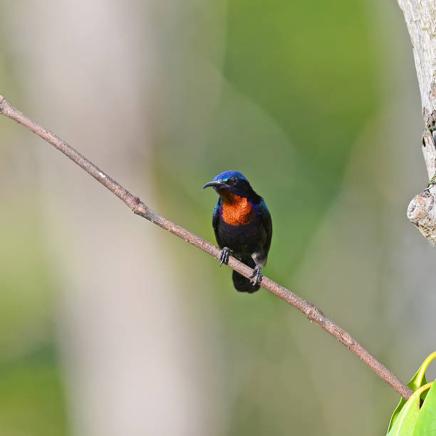 istock Copper-throated Sunbird, Male (Leptocoma calcostetha) on a branch 701208728