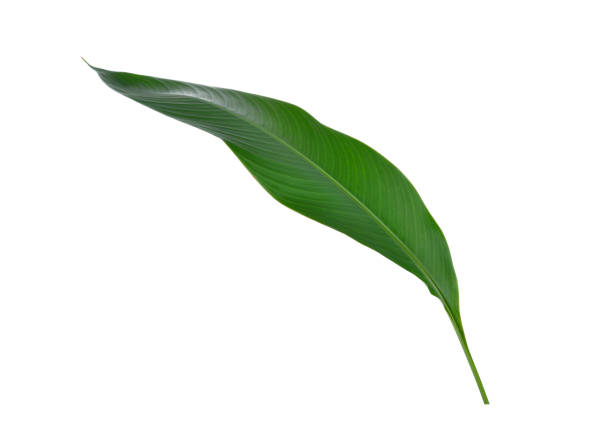 istock isolated bird of paradise leaf on white background 701214414