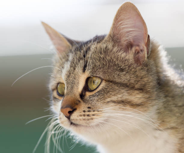istock portrait of a cat 701214456