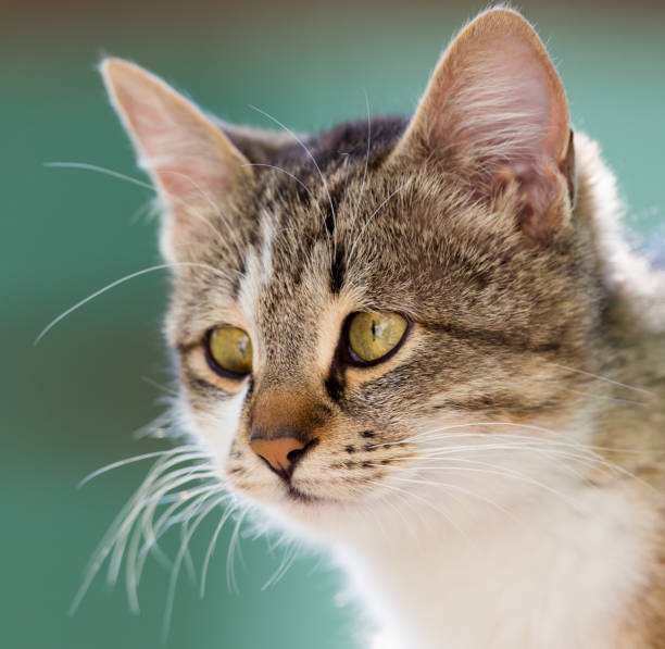 istock portrait of a cat 701214520