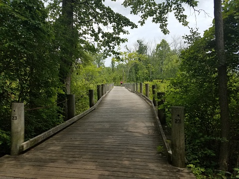 wood trail in the wetland with plants and biker