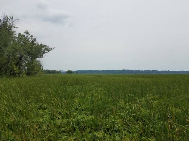 istock green plants in a swamp 701217292