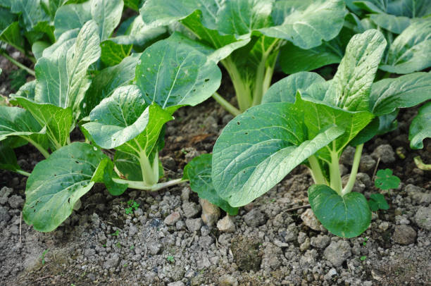 istock Chinese cabbages in the farm. 701222550