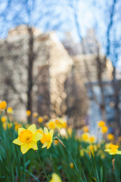 istock Several Daffodils Blooming In The City 701225224