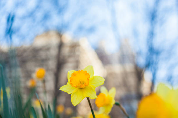 Daffodils blooming against a cityscape in early spring, with the bare branches of trees and apartment buildings in the background in a bokeh effect. Buildings are located in downtown Atlanta, GA and could also be office buildings.