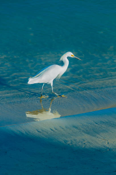 garceta blanca camina en aguas poco profundas en newport beach (p) - wading snowy egret egret bird fotografías e imágenes de stock