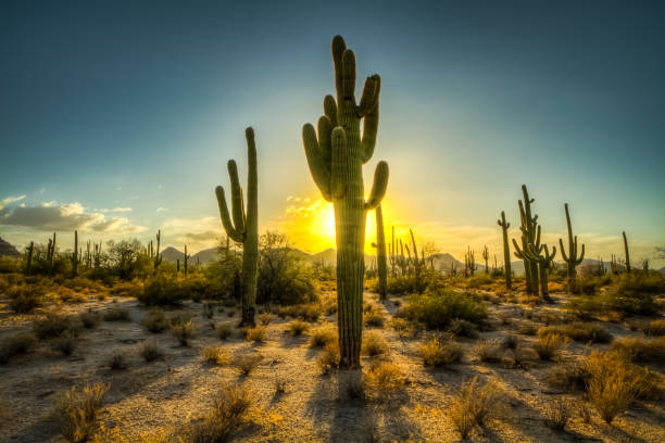 istock Field of Saguaro 701230958