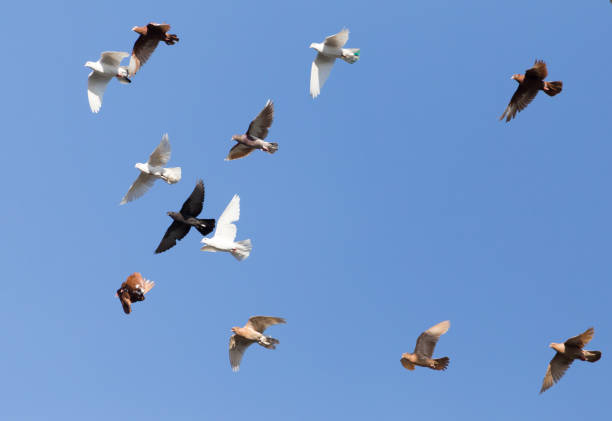 istock flock of pigeons on blue sky 701233666