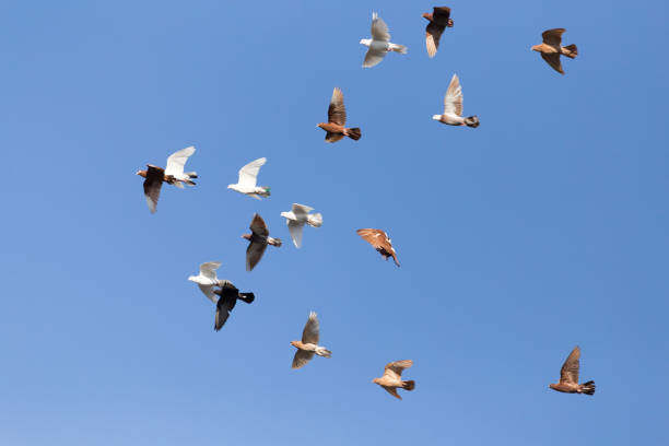 istock flock of pigeons on blue sky 701233824