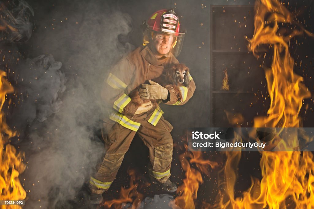 The Rescue A Firefighter rescues a small dog from a fire. Rescue Stock Photo