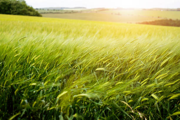 istock Agricultural wheat fields. Summer time in a nature. Sun light. Green fields and windy weather. Rural scene 701236144