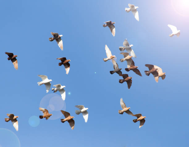 istock flock of pigeons on blue sky 701239296