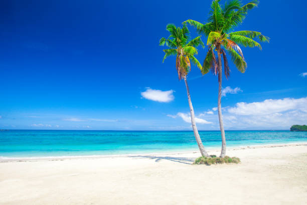 istock tropical beach with coconut palm 701239398