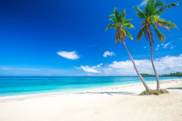 istock tropical beach with coconut palm 701239566