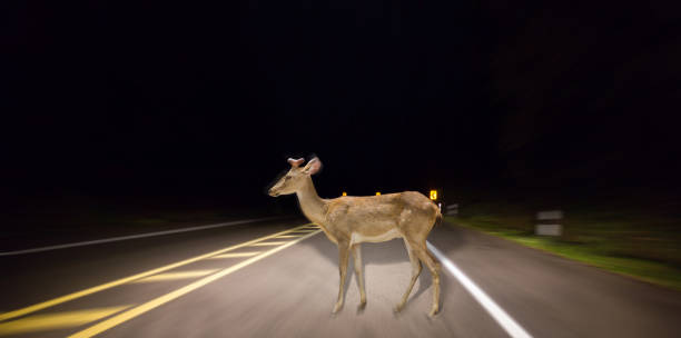 istock Deer walking on the road at night in the forest. 701244364