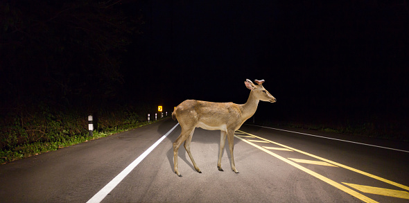 Deer walking on the road at night in the forest.