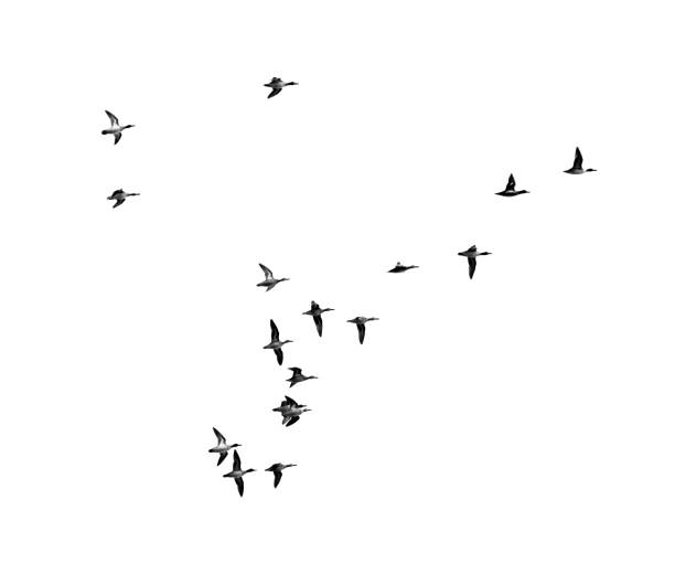 istock flock of birds on a white background 701263322