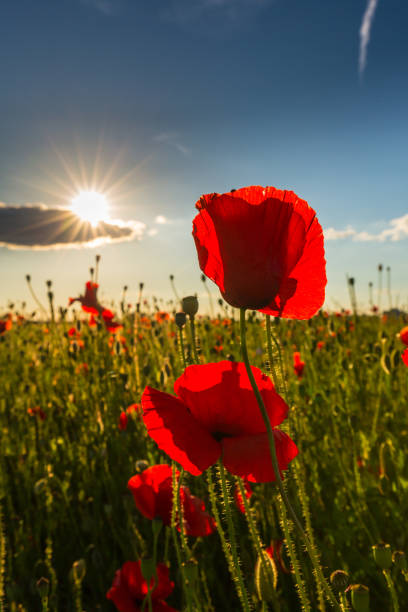 istock Field of red poppies under bright evening light 701263390