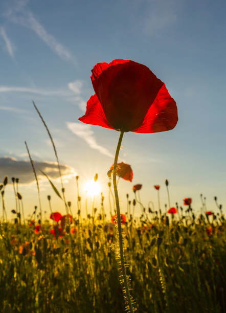 istock Field of red poppies under bright evening light 701263392