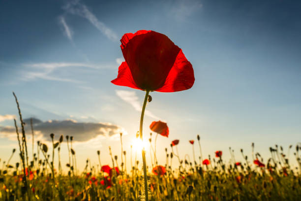 istock Field of red poppies under bright evening light 701263408