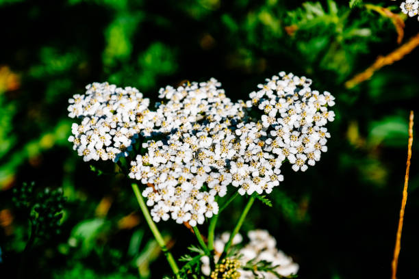 istock Close-Up Of White Flowers 702632105