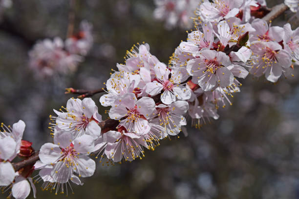 istock Close-Up Of Apple Blossoms In Spring 702687595
