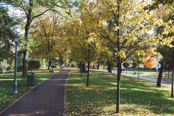 istock Road Amidst Trees In Park During Autumn 705162677