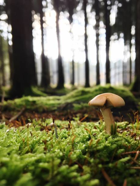 Top view of a poisonous wild mushroom called Pholiotina Rugosa commonly known as fool's concecap in the wild at Polonezkoy in Istanbul.
