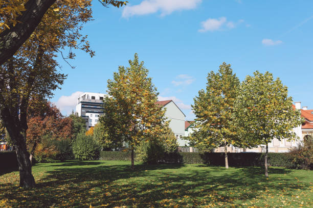 istock Trees Growing On Grassy Field Against Houses 705167577