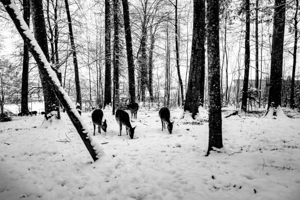 istock Deer Grazing Amidst Bare Trees In Forest During Winter 705169511