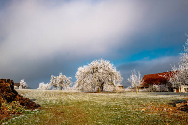 istock Trees On Field Against Cloudy Sky During Winter 705176617