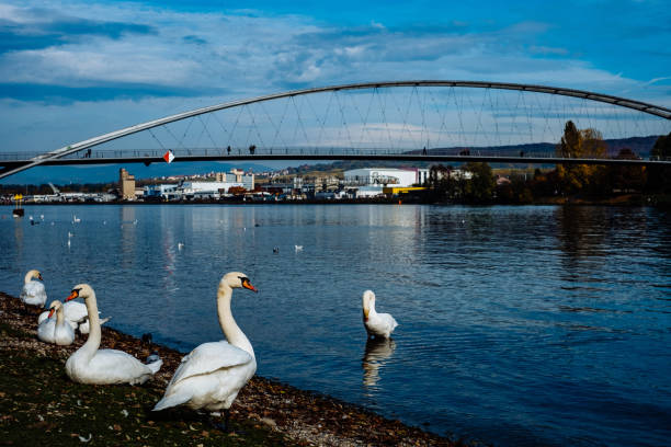 istock Swans At Lakeshore Against City 705181111