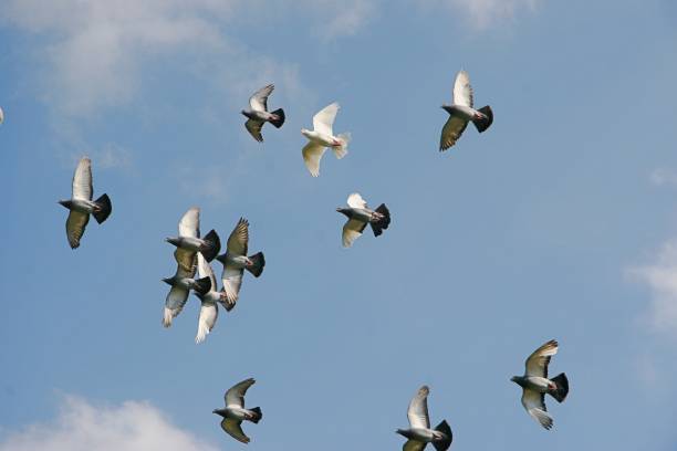 istock Low Angle View Of Birds In Sky 705183047
