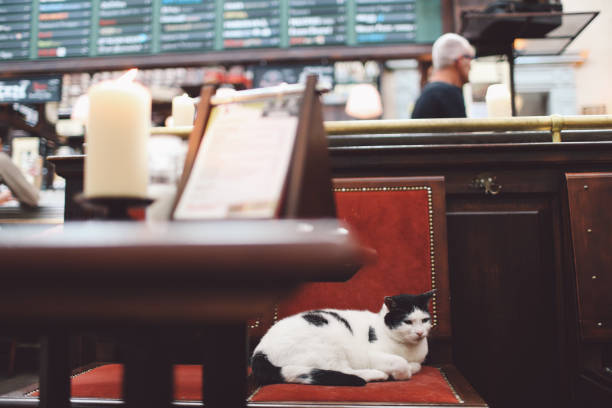 istock Cat Resting On Chair At Restaurant 705196513