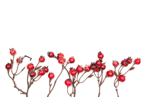 istock Close-Up Of Red Flower Over White Background 705223717