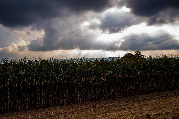 istock Scenic View Of Field Against Cloudy Sky 705235455