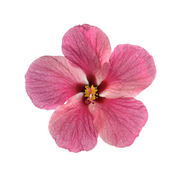 istock Close-Up Of Pink Flower Over White Background 705256849