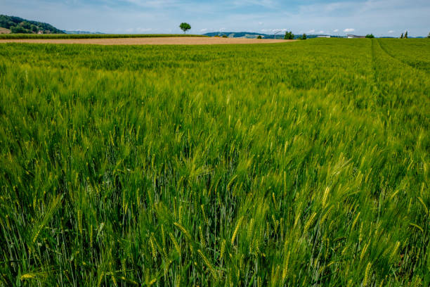 istock Scenic View Of Grassy Field Against Sky 705291477