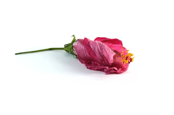 istock Close-Up Of Pink Rose 705308797